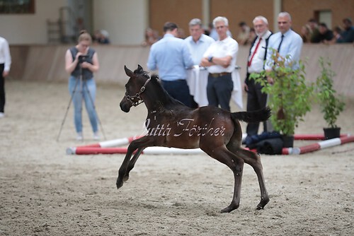 Freispringen 164