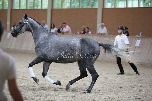 Freispringen 271