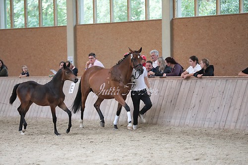 Freispringen 15