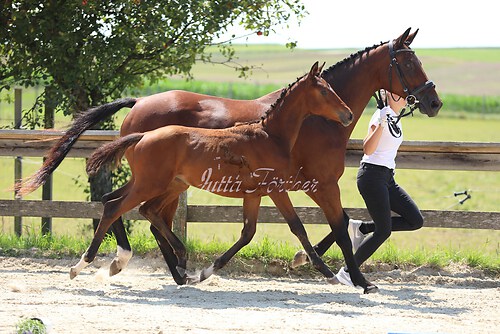 SF v. Cornut braun 21.04.21