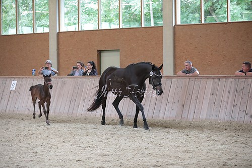 Freispringen 141