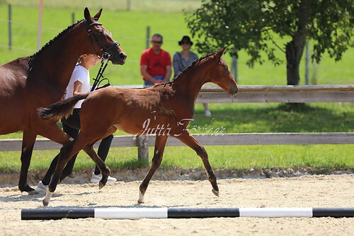 SF v. Cornut braun 21.04.06