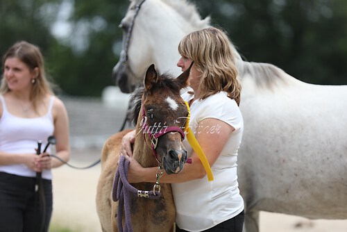 Asil Araber Festival096