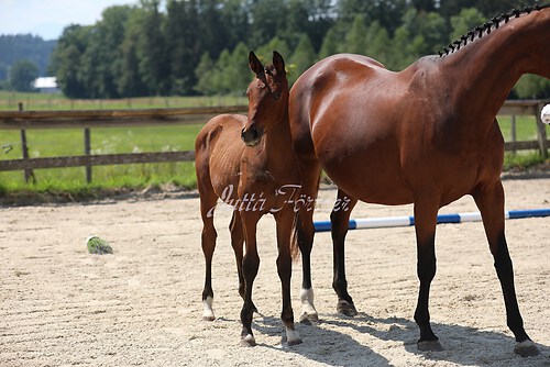 SF v. Cornut braun 21.04.32