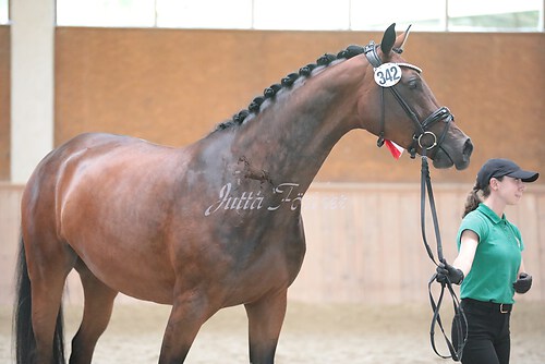 Siegerehrung Stutenleistung0086