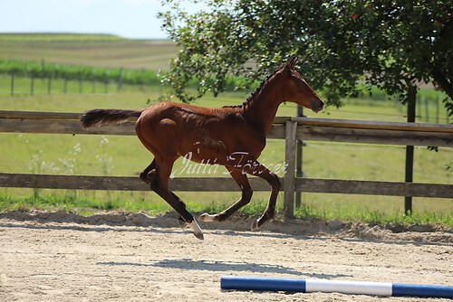 SF v. Cornut braun 21.04.45