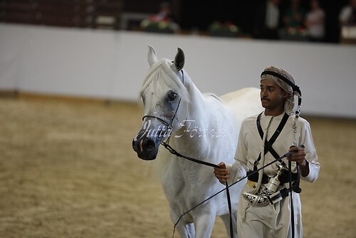 Asil Araber Festival469