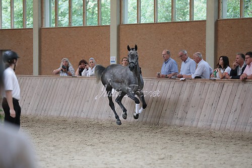 Freispringen 263