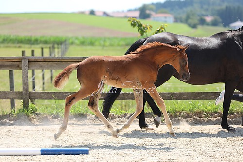 SF Sahara v. Zauberdeyk025