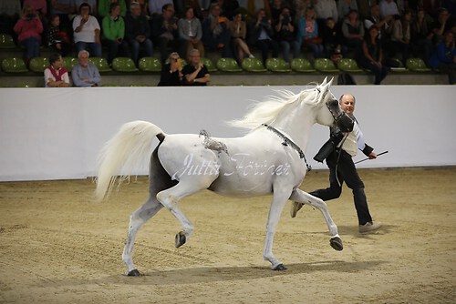 Asil Araber Festival139