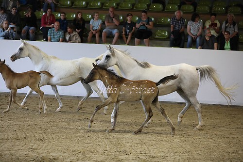 Asil Araber Festival543