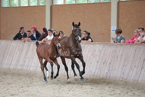 Freispringen 38