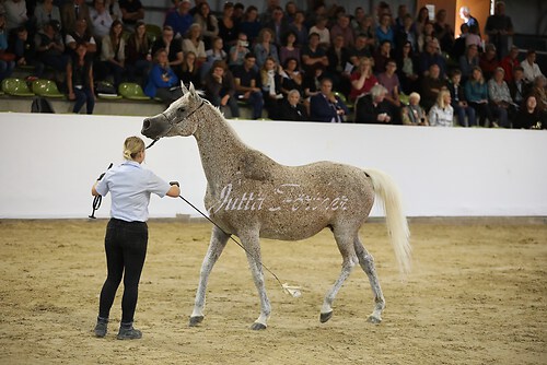 Asil Araber Festival289