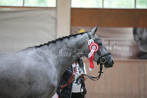 Siegerehrung Stutenleistung0050