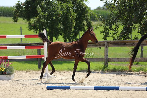 SF v. Cornut braun 21.04.03