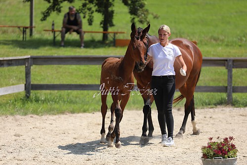 SF v. Cornut braun 21.04.48