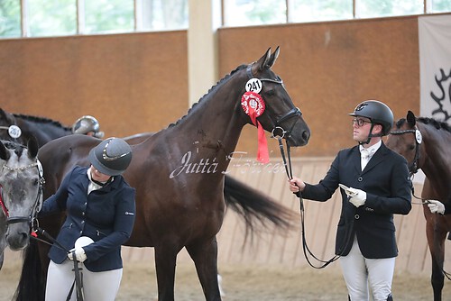 Siegerehrung Stutenleistung0163
