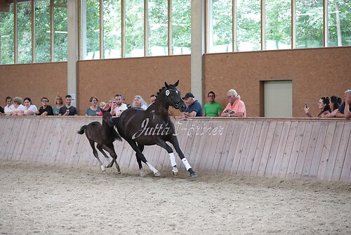 Freispringen 68