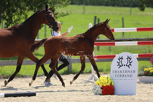 SF v. Cornut braun 21.04.08