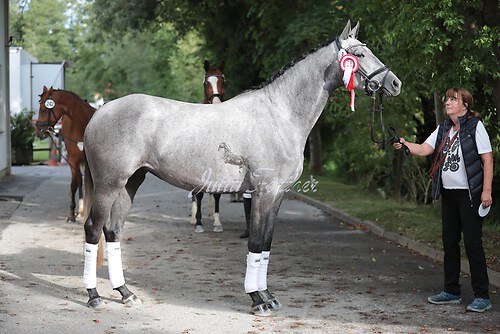 Siegerehrung Stutenleistung0098