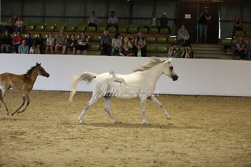 Asil Araber Festival526