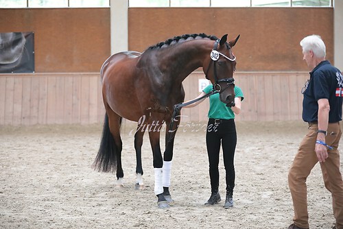 Siegerehrung Stutenleistung0085