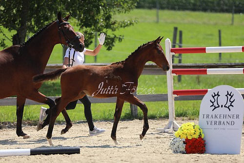 SF v. Cornut braun 21.04.07