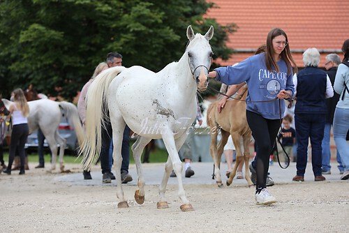 Asil Araber Festival081