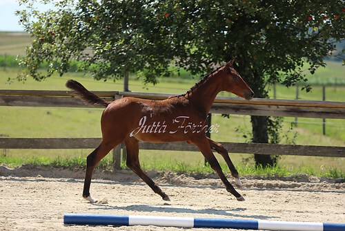 SF v. Cornut braun 21.04.46