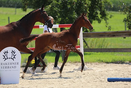 SF v. Cornut braun 21.04.09