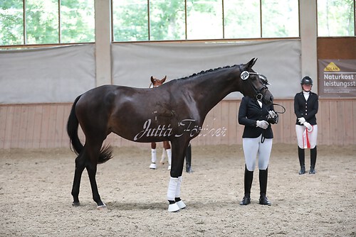 Siegerehrung Stutenleistung0035