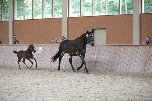 Freispringen 143