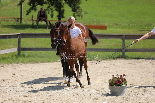 SF v. Cornut braun 21.04.49