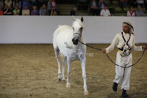 Asil Araber Festival449