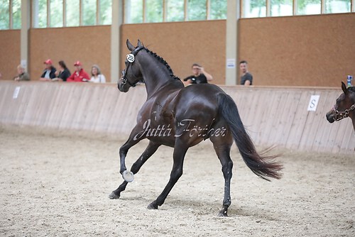 Freispringen 144
