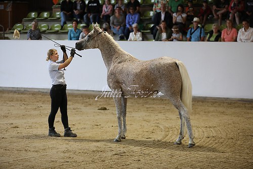 Asil Araber Festival296