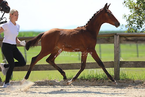 SF v. Cornut braun 21.04.11