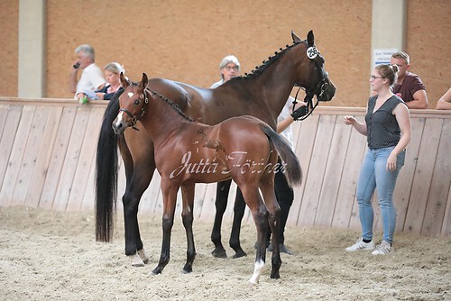 Freispringen 33