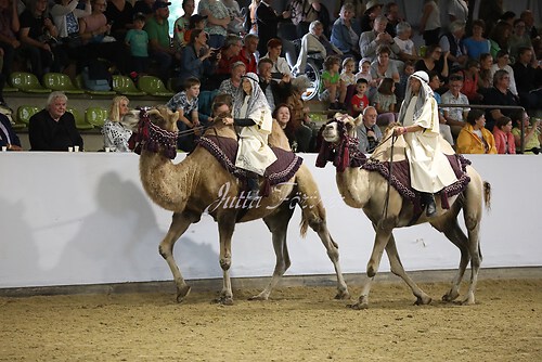 Asil Araber Festival567