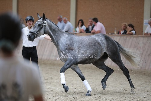 Freispringen 267