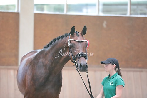 Siegerehrung Stutenleistung0089