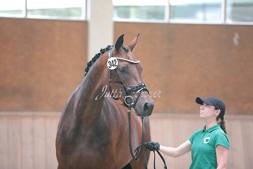 Siegerehrung Stutenleistung0088