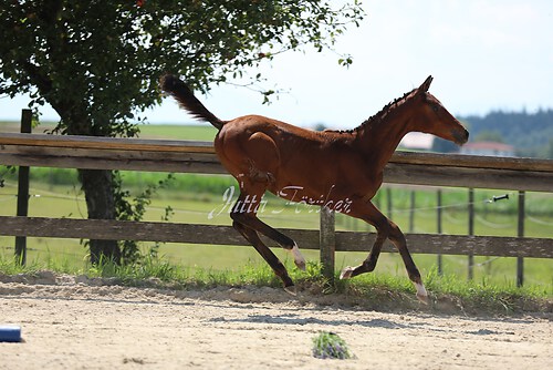 SF v. Cornut braun 21.04.39