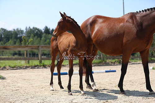 SF v. Cornut braun 21.04.35