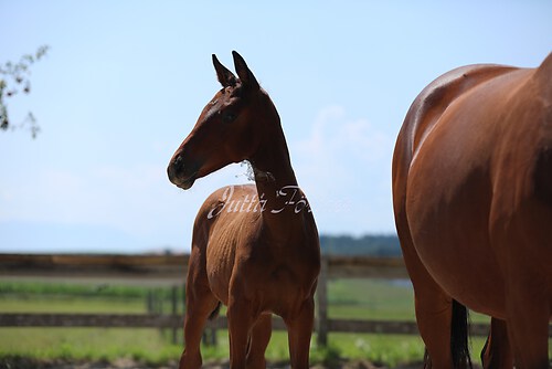 SF v. Cornut braun 21.04.26