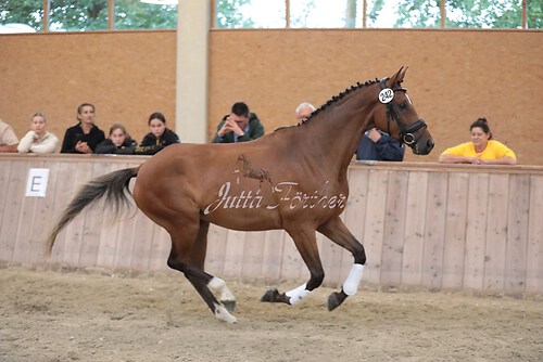 Tutta HM01