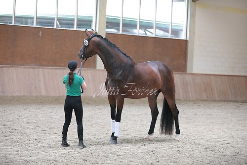 Siegerehrung Stutenleistung0078