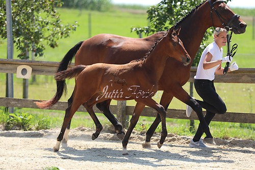 SF v. Cornut braun 21.04.18