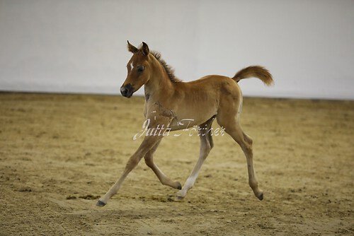 Asil Araber Festival354