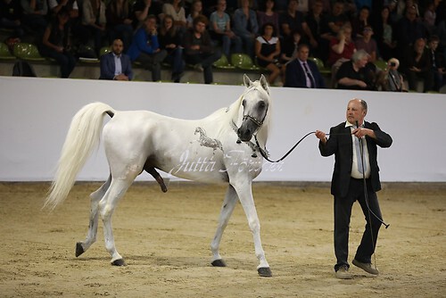 Asil Araber Festival186